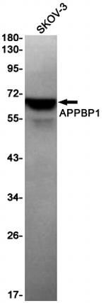 NAE1 Recombinant Rabbit Monoclonal Antibody (K01_1M93)