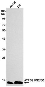 ATP5G1/ATP5G2/ATP5G3 Antibody in Western Blot (WB)