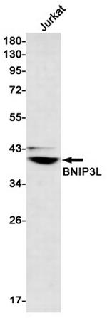 BNIP3L Antibody in Western Blot (WB)