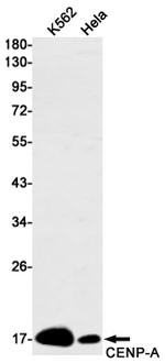 CENPA Recombinant Rabbit Monoclonal Antibody (K01_1K68)
