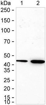 P2Y6 Antibody in Western Blot (WB)