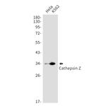 Cathepsin Z Recombinant Rabbit Monoclonal Antibody (K01_1N96)