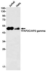AP2 gamma Antibody in Western Blot (WB)