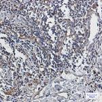 Caspase 10 Recombinant Rabbit Monoclonal Antibody (K01_1N89)