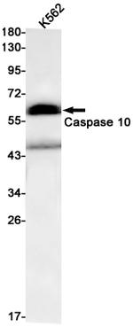 Caspase 10 Antibody in Western Blot (WB)
