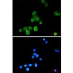BAG6 Recombinant Rabbit Monoclonal Antibody (K01_1N46)
