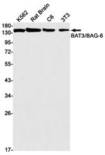 BAG6 Antibody in Western Blot (WB)