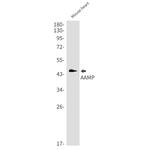 AAMP Antibody in Western Blot (WB)