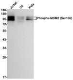 Phospho-MDM2 (Ser166) Antibody in Western Blot (WB)