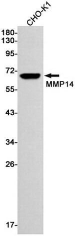 MMP14 Antibody in Western Blot (WB)