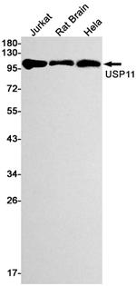 USP11 Recombinant Rabbit Monoclonal Antibody (K01_1L56)