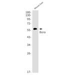 Bora Antibody in Western Blot (WB)