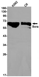 Bora Recombinant Rabbit Monoclonal Antibody (K01_1N63)