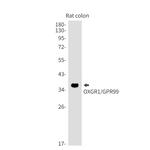 OXGR1 Antibody in Western Blot (WB)