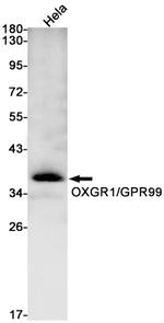 OXGR1 Antibody in Western Blot (WB)