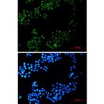 CRTC3 Antibody in Immunocytochemistry (ICC/IF)