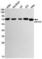 CRTC3 Antibody in Western Blot (WB)