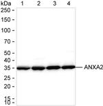 Annexin A2 Antibody in Western Blot (WB)