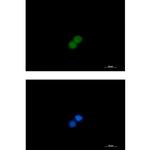 MST1 (STK4) Recombinant Rabbit Monoclonal Antibody (K01_1K66)