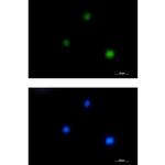 GATA1 Recombinant Rabbit Monoclonal Antibody (K01_1K45)