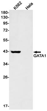 GATA1 Antibody in Western Blot (WB)