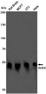 AVEN Antibody in Western Blot (WB)