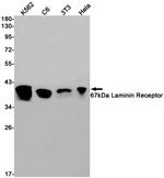 RPSA Recombinant Rabbit Monoclonal Antibody (K01_1M23)