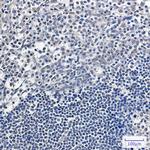 APE1 Antibody in Immunohistochemistry (Paraffin) (IHC (P))