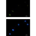 c-Cbl Antibody in Immunocytochemistry (ICC/IF)