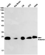 Artemin Antibody in Western Blot (WB)