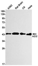 AZI2 Recombinant Rabbit Monoclonal Antibody (K01_1N35)