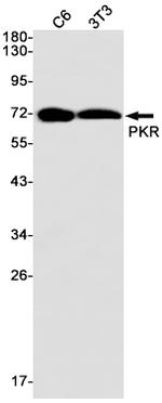 PKR Antibody in Western Blot (WB)