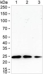 RAB5C Antibody in Western Blot (WB)