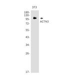alpha Actinin 3 Antibody in Western Blot (WB)