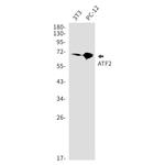 ATF2 Recombinant Rabbit Monoclonal Antibody (K01_1M13)