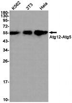 ATG12 Recombinant Rabbit Monoclonal Antibody (K01_1M89)