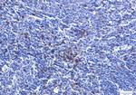 CD8a Recombinant Rabbit Monoclonal Antibody (K01_1L87)