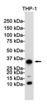 CD8a Antibody in Western Blot (WB)