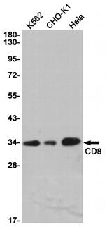CD8a Antibody in Western Blot (WB)