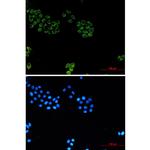 Glypican 1 Antibody in Immunocytochemistry (ICC/IF)
