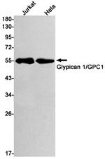 Glypican 1 Antibody in Western Blot (WB)