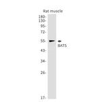 BAT5 Antibody in Western Blot (WB)