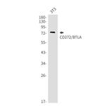 BTLA Antibody in Western Blot (WB)