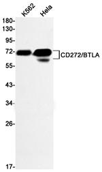 BTLA Antibody in Western Blot (WB)