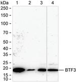 BTF3 Antibody in Western Blot (WB)
