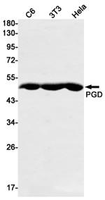 PGD Antibody in Western Blot (WB)