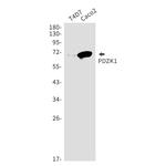 PDZK1 Recombinant Rabbit Monoclonal Antibody (K01_1W54)