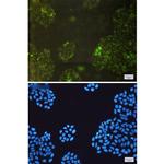 GSTK1 Recombinant Rabbit Monoclonal Antibody (K01_1R76)