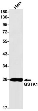 GSTK1 Antibody in Western Blot (WB)