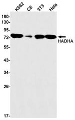 HADHA Antibody in Western Blot (WB)
